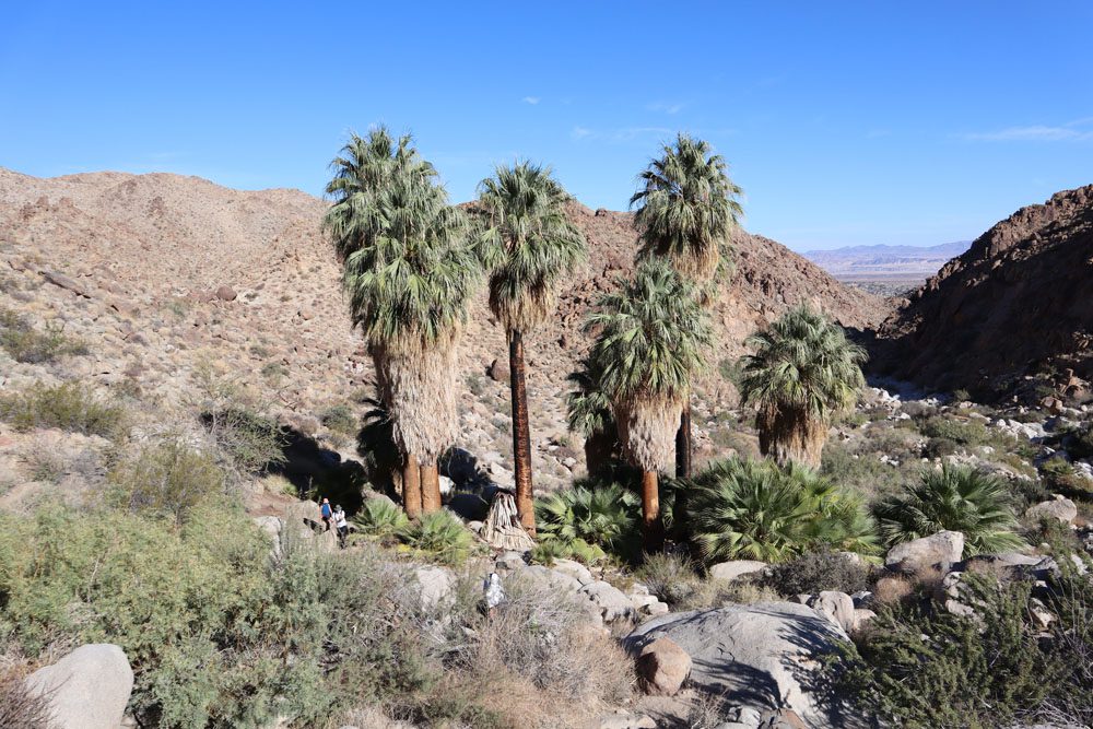 Fortynine Palms Oasis - Εθνικό Πάρκο Joshua Tree, Καλιφόρνια