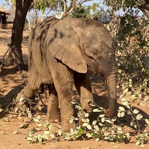 Chikumbi’s rescue – David Shepherd Wildlife Foundation