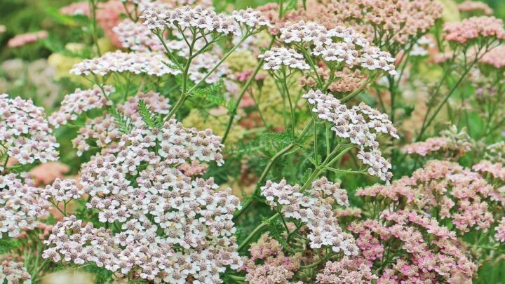 Yarrow: From Garden Weed to Powerful Medical Plant