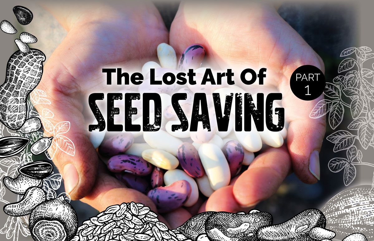Seed Saving Part 1: The Lost Art of Seed Saving