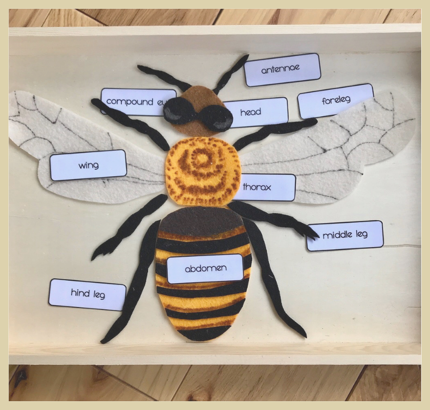 Δραστηριότητες για παιδιά εμπνευσμένες από τα έντομα Montessori με εκτυπώσιμα